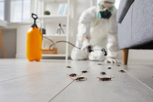 Commercial Rodent Management in James Island